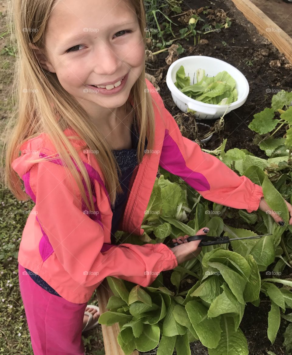 Garden harvest