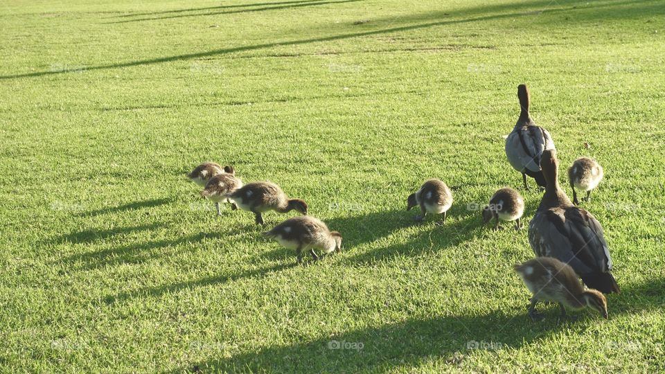 Family of Australian Wood Duck