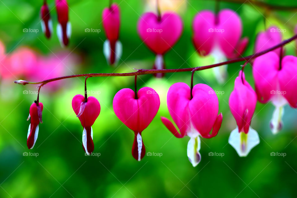 Bleeding heart flowers on stem