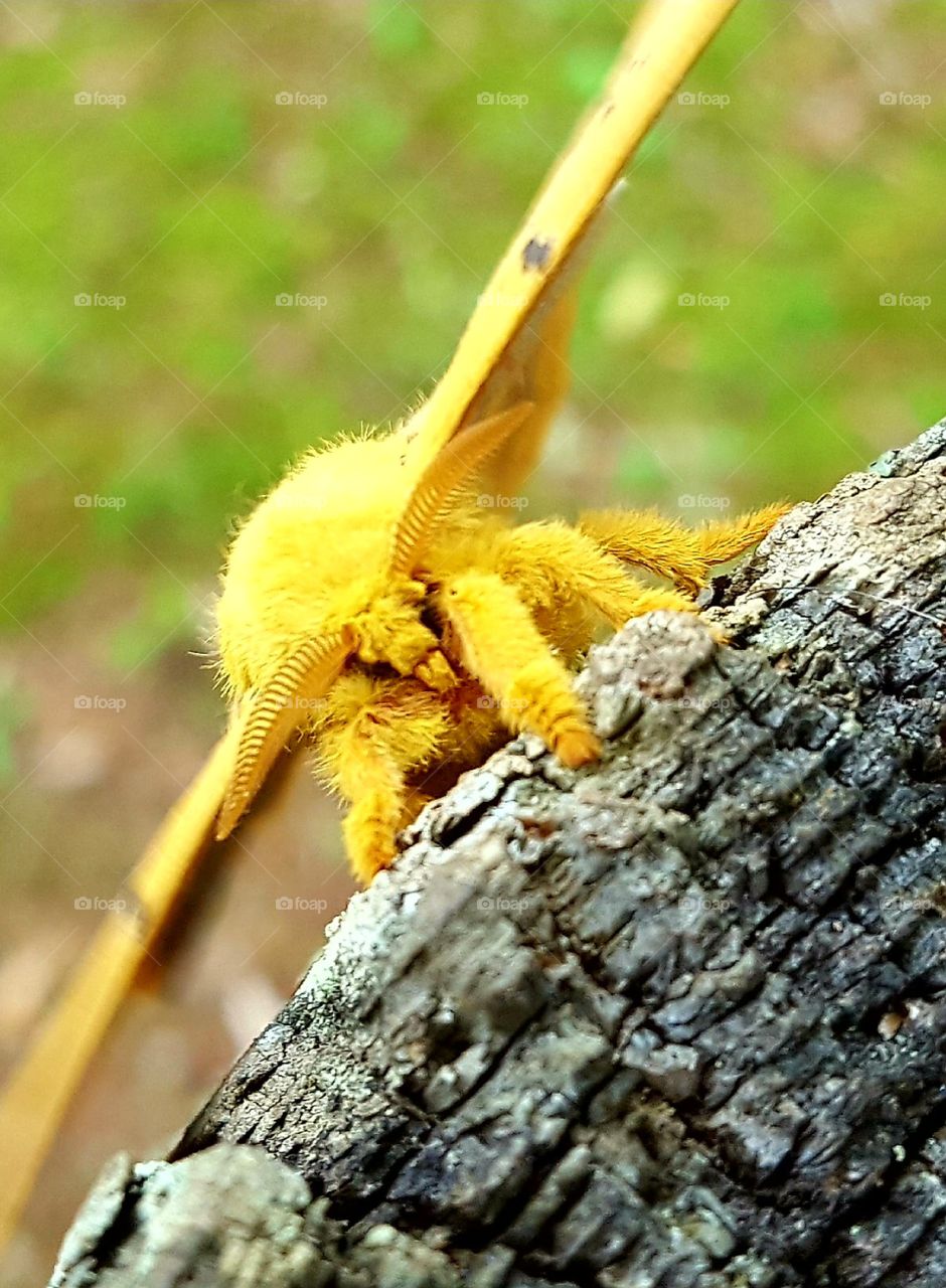 A beautiful Lo Moth I found on the playground.