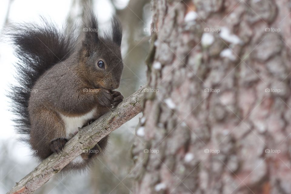 Squirrel sitting on branch