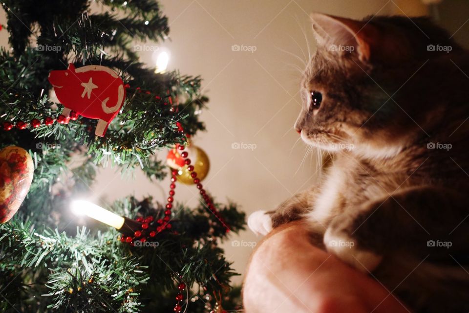 Sweet cat looking at Christmas tree
