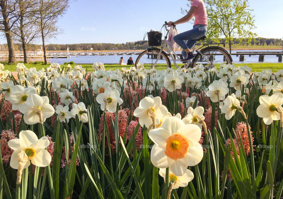 A person cycling on behind the flower field