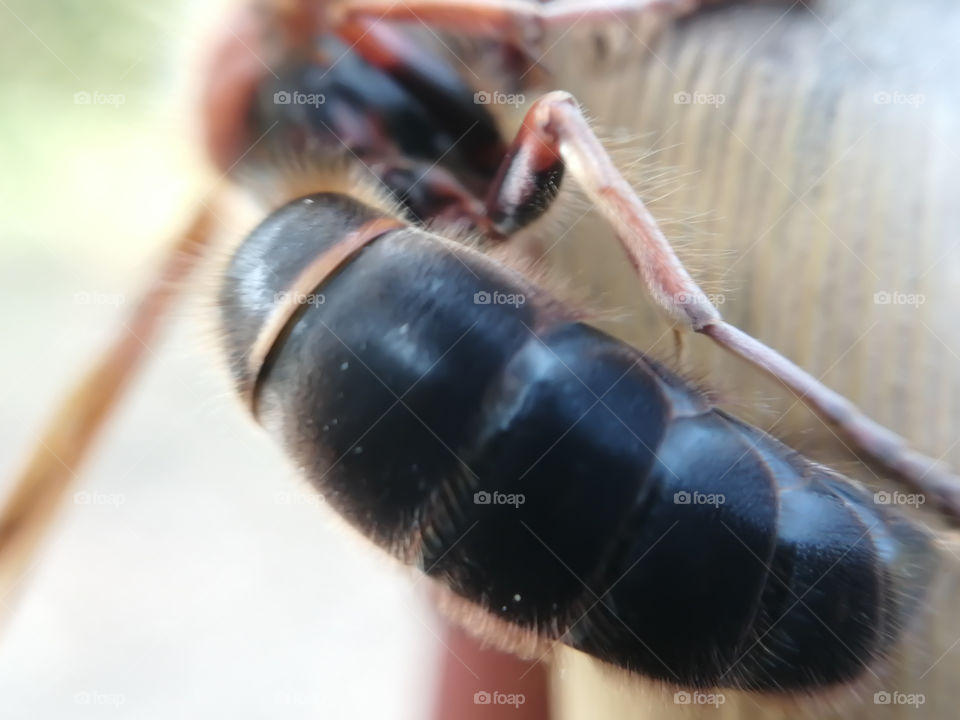 Asian hornet or wasp trunk. Macro photography of hornet.