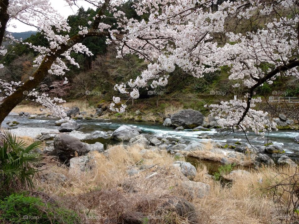 Riverside Sakura, Mt. Mitake, Ome, Japan