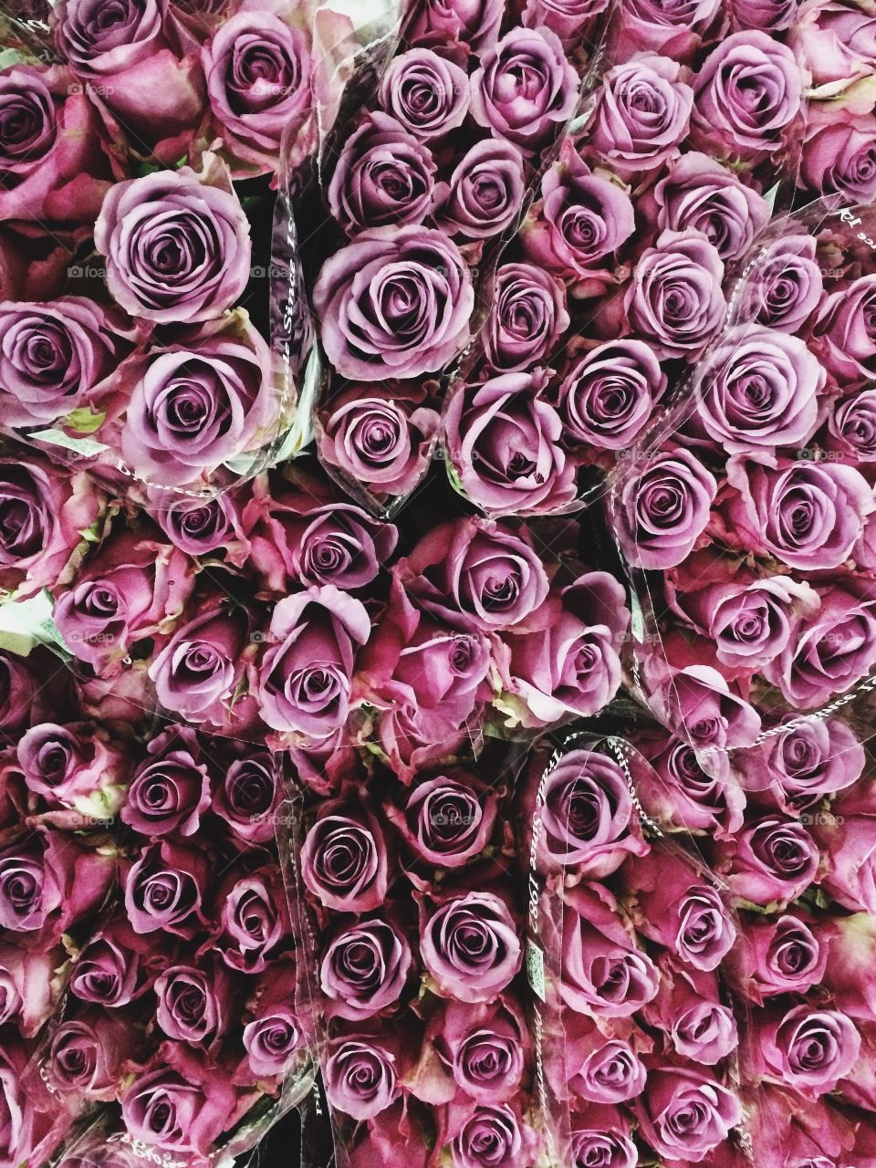 Full frame of pink roses