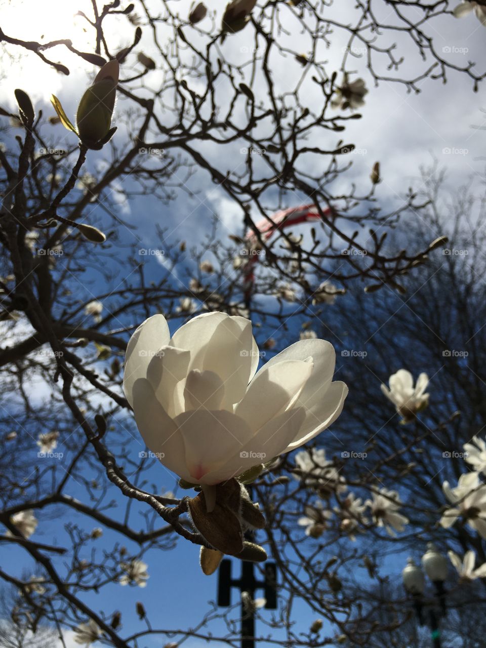 Stag magnolias in Danbury, CT