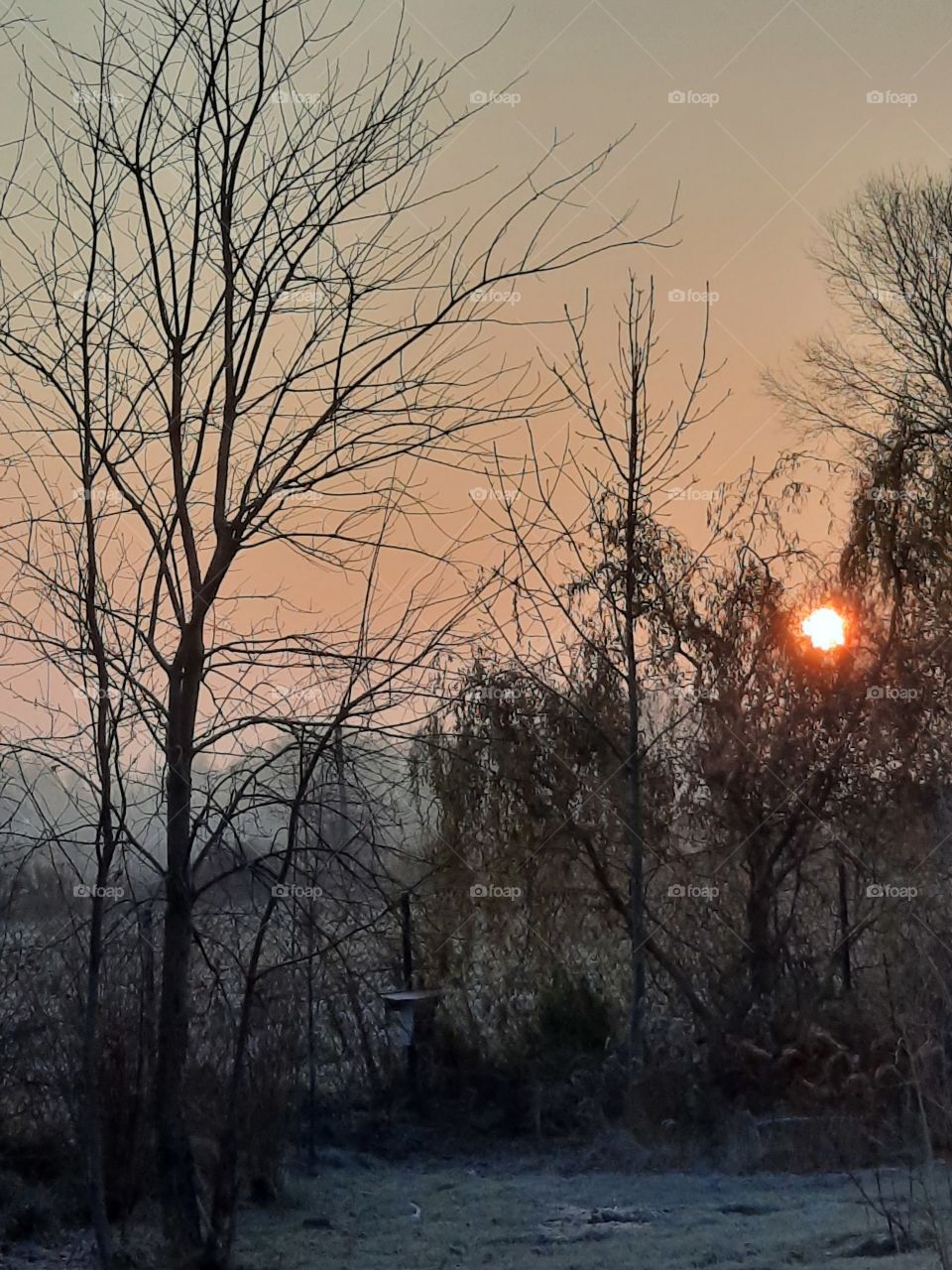 winter garden - sunrise during frosty morning