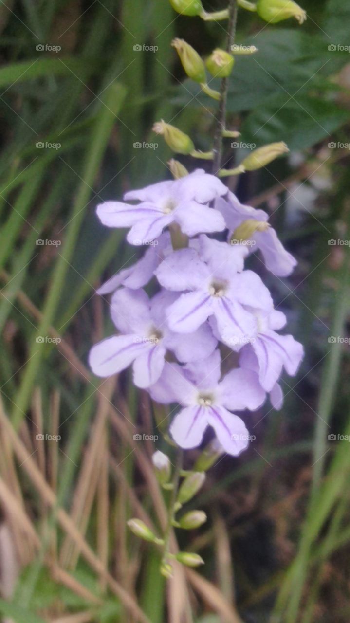 The flower of memories