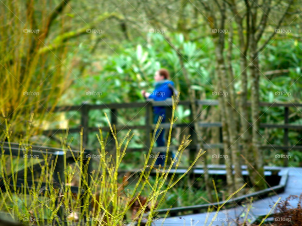 Bridge at blarney