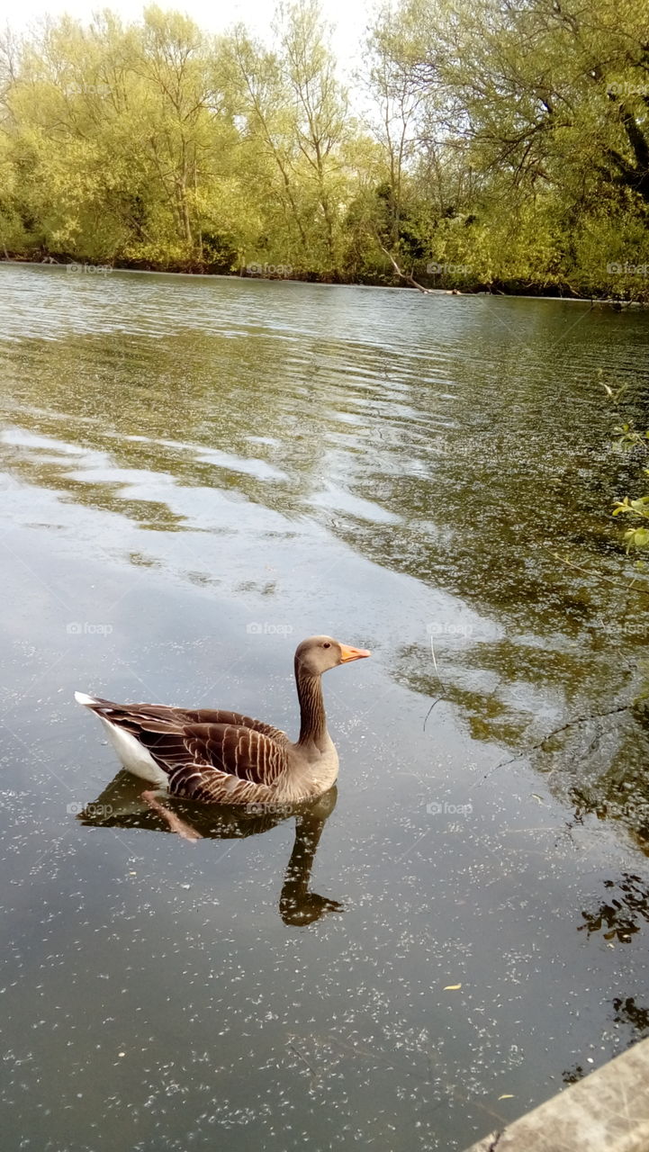 Goose reflections