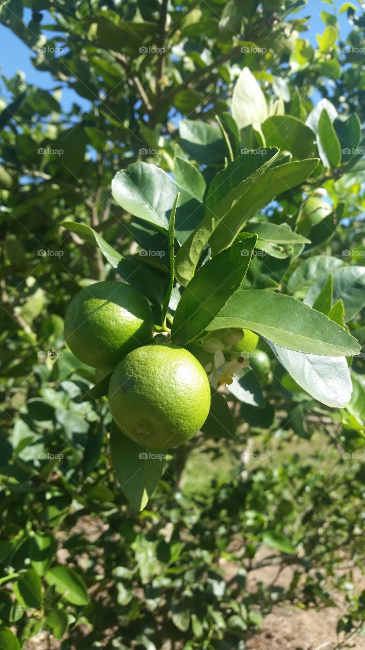 Lemon growing on tree