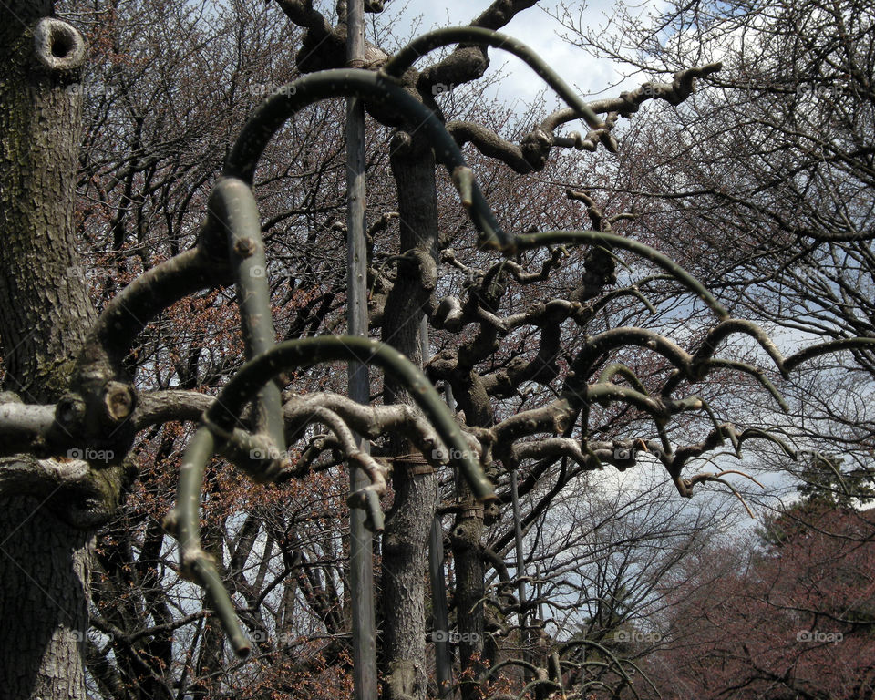 Trees from a Fairy Tale