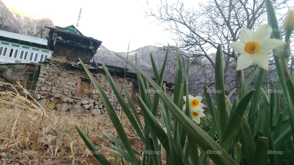 kinnauri flower and old house