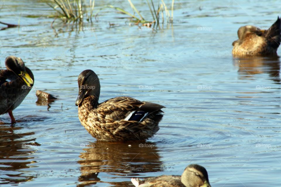 Ducks