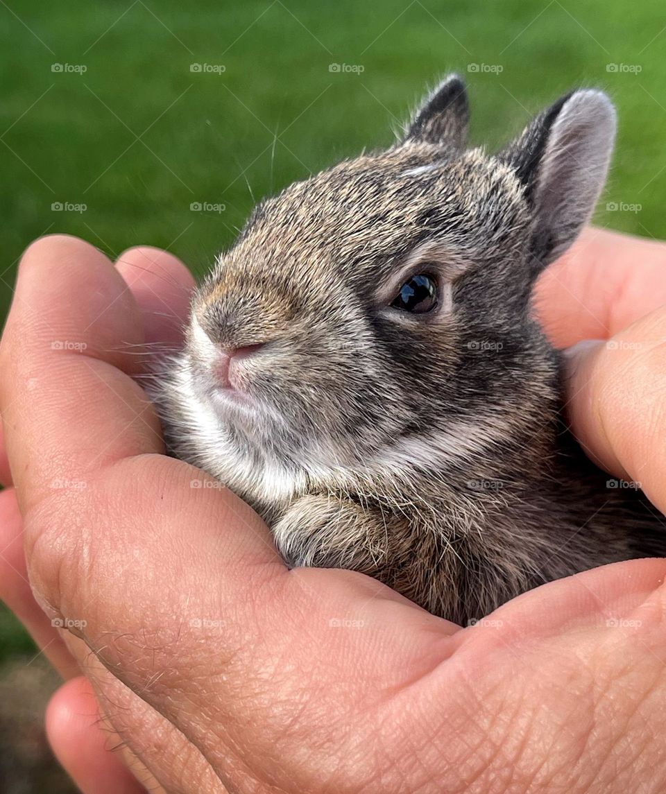 Baby bunny