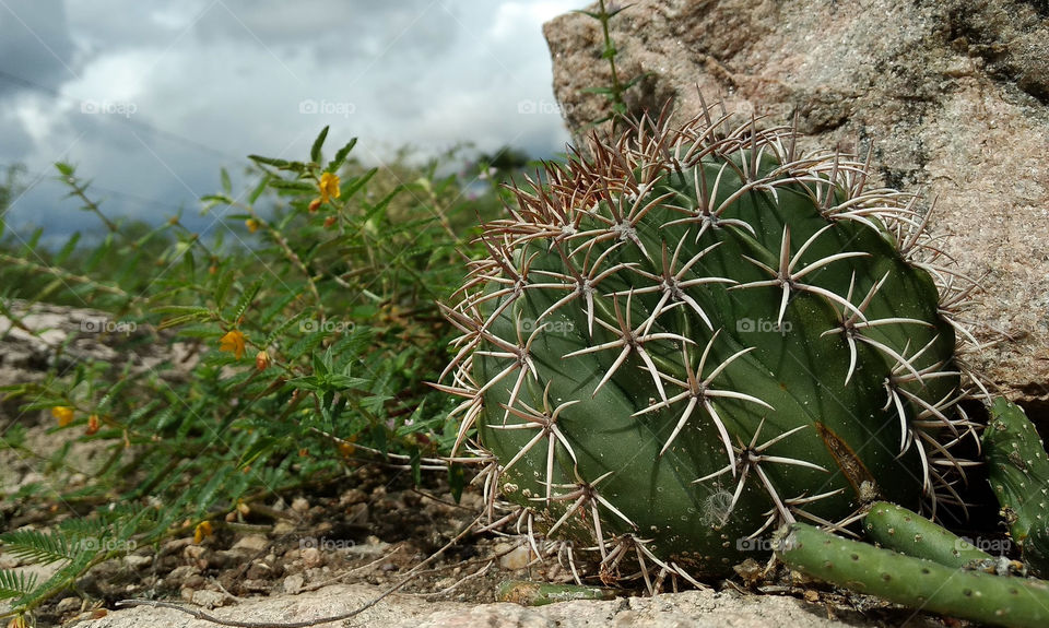 Cabeça de Frade Cactus