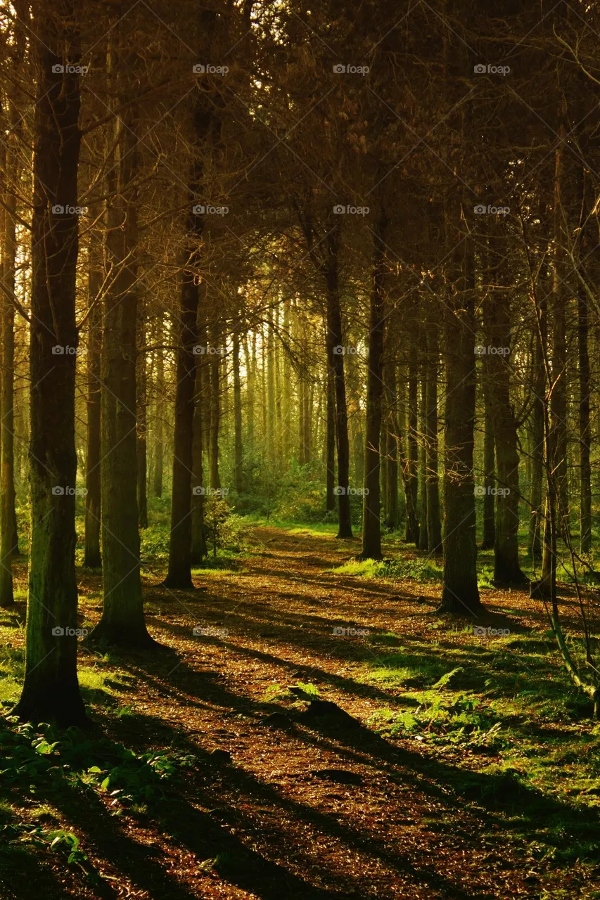 nature