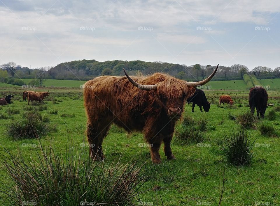 Schottland highland Rind cow Säugetier braun wiese Bio