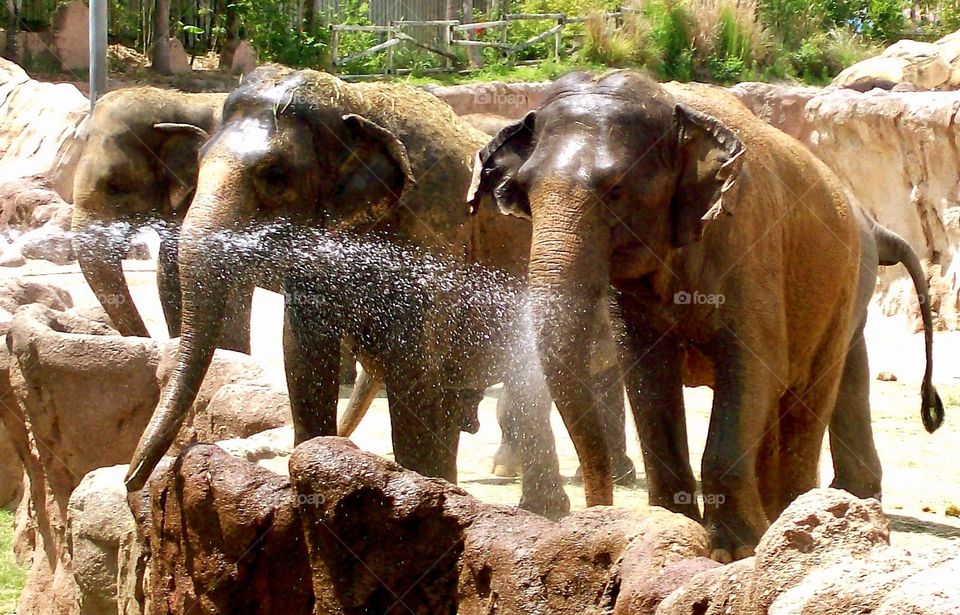 Elephants in the park. 