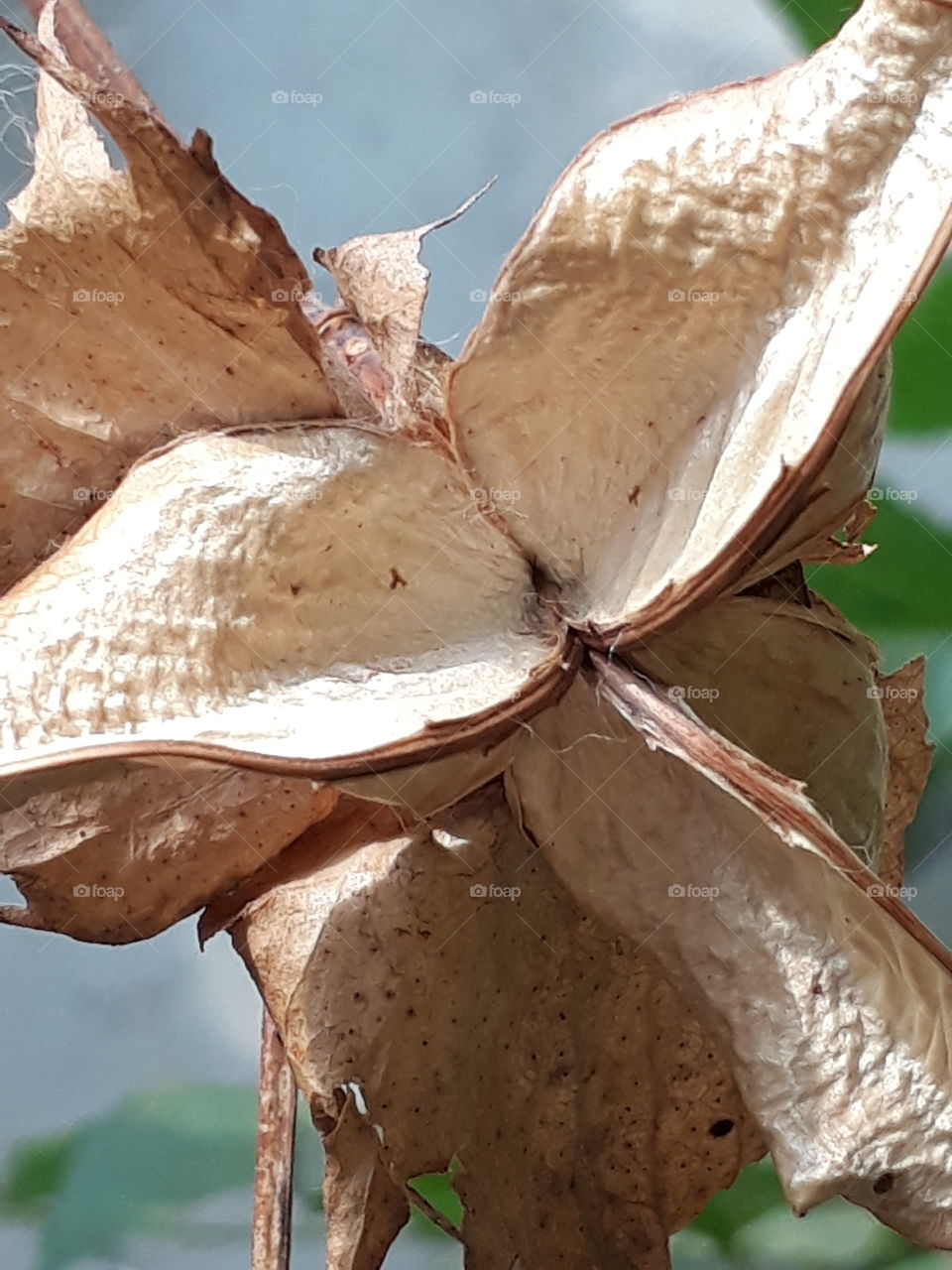 após cair o algodão, a casca fica seca.
