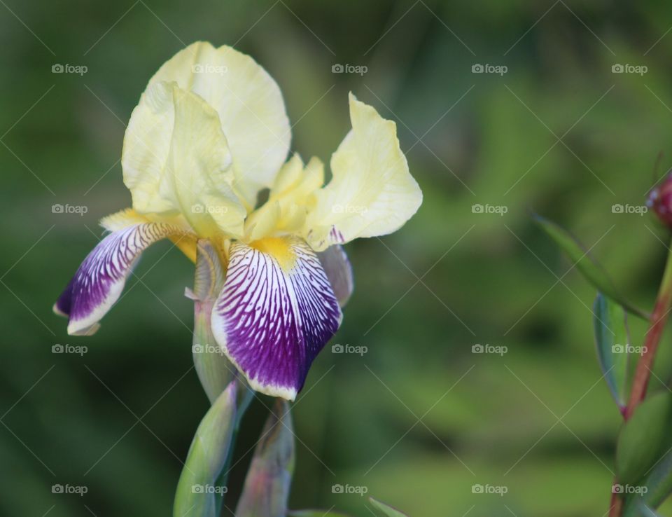Two-tone yellow and purple iris 