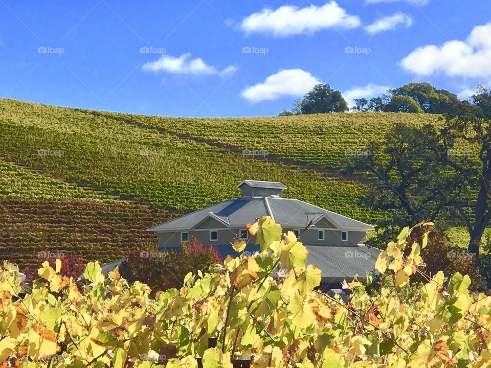 SONOMA HARVEST III