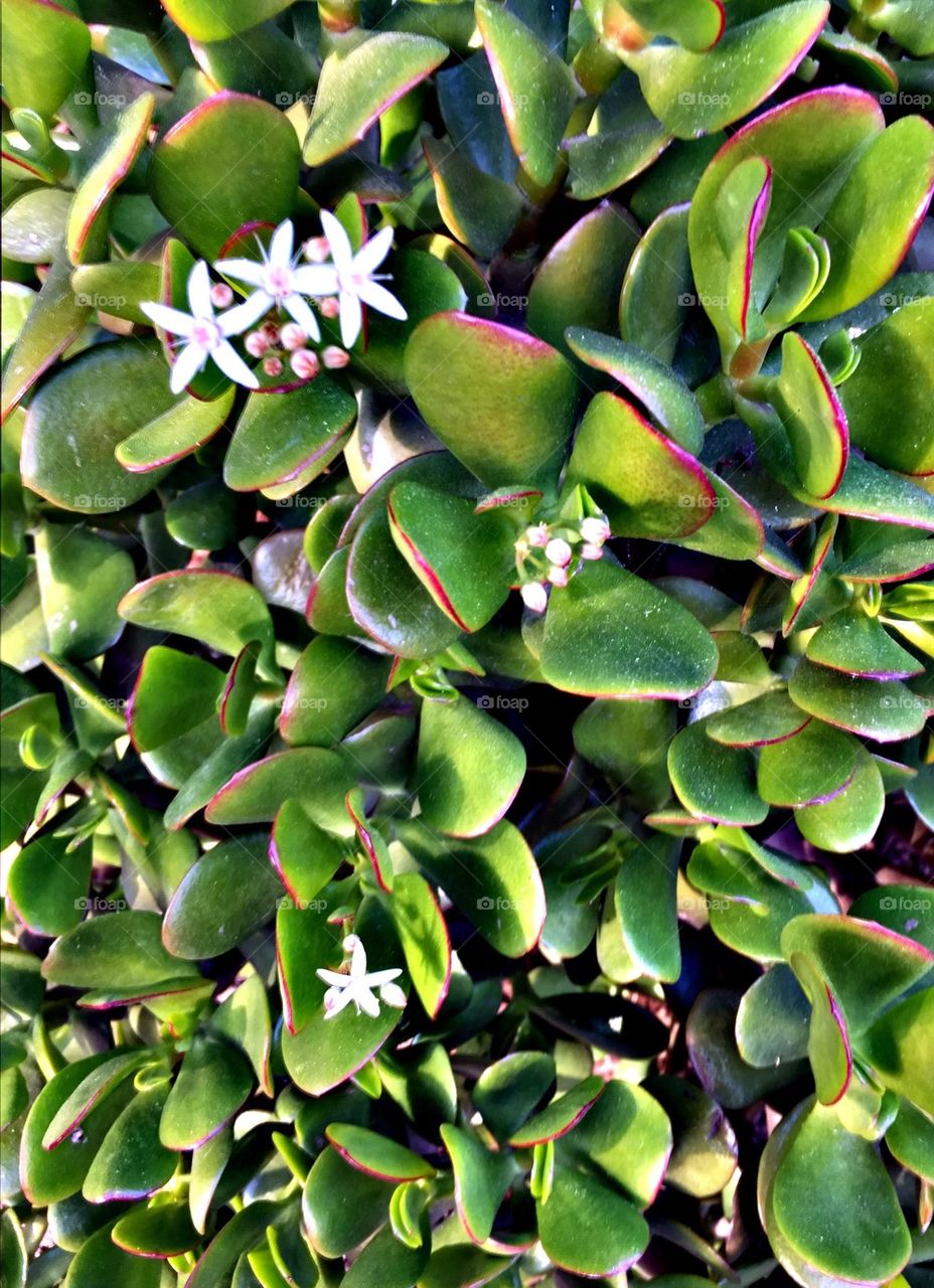 Jade Plant 