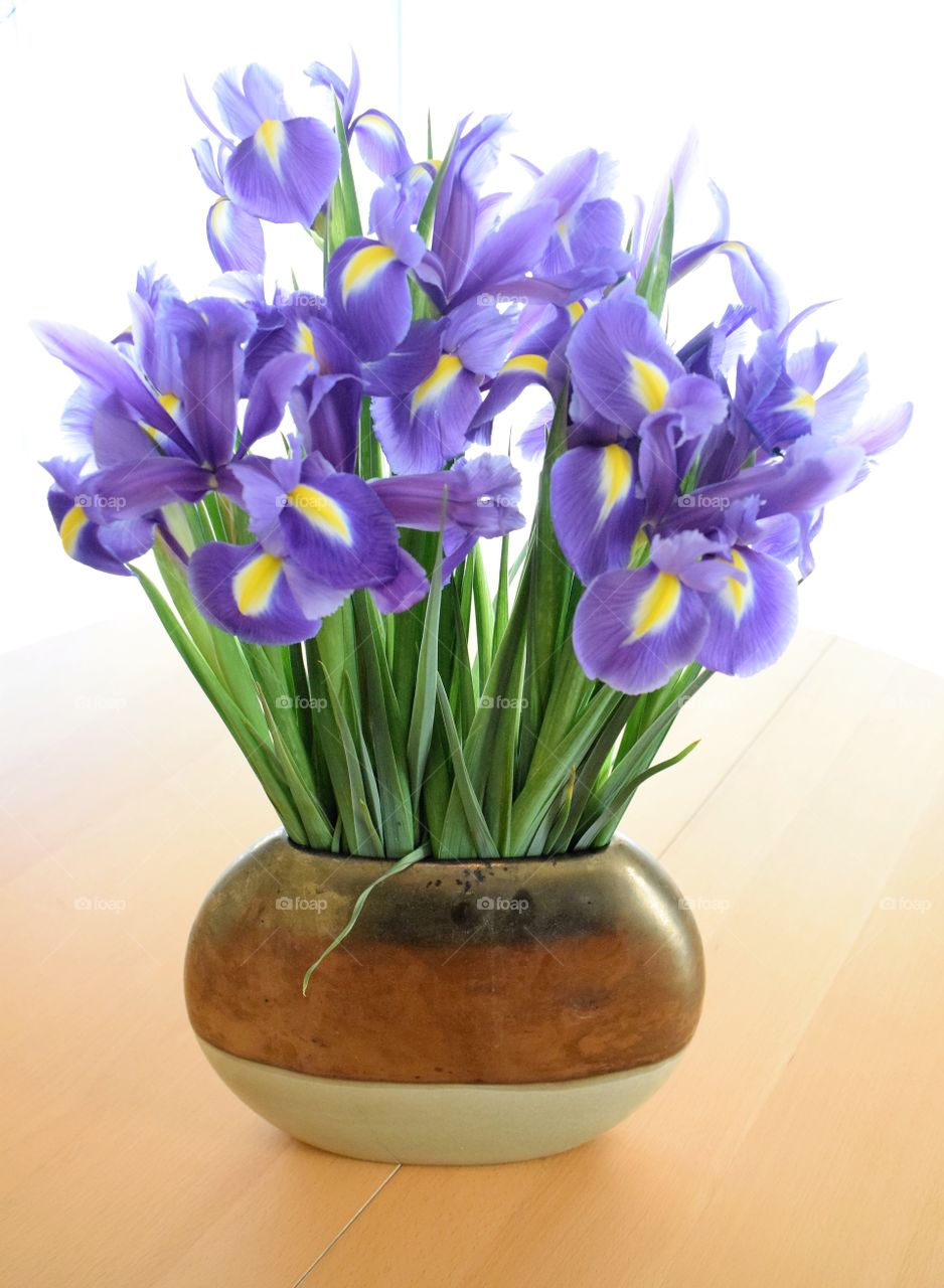 Iris plant flowers 
