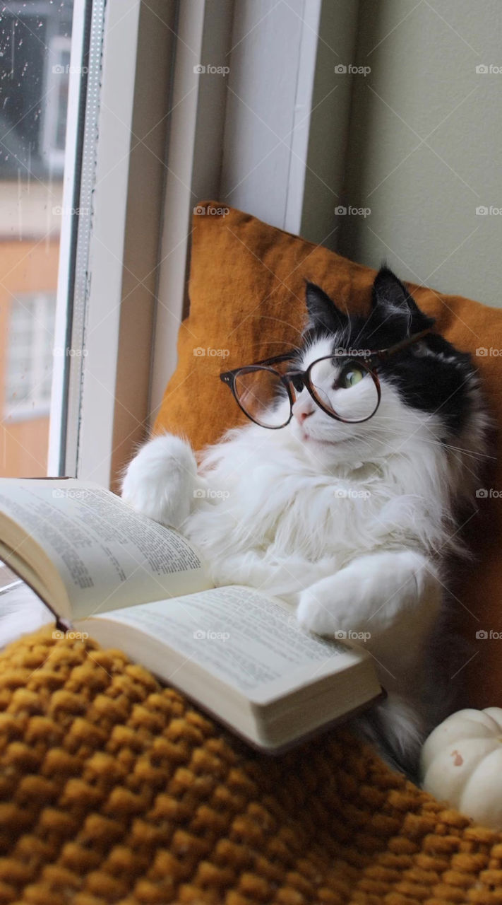 cat read book
