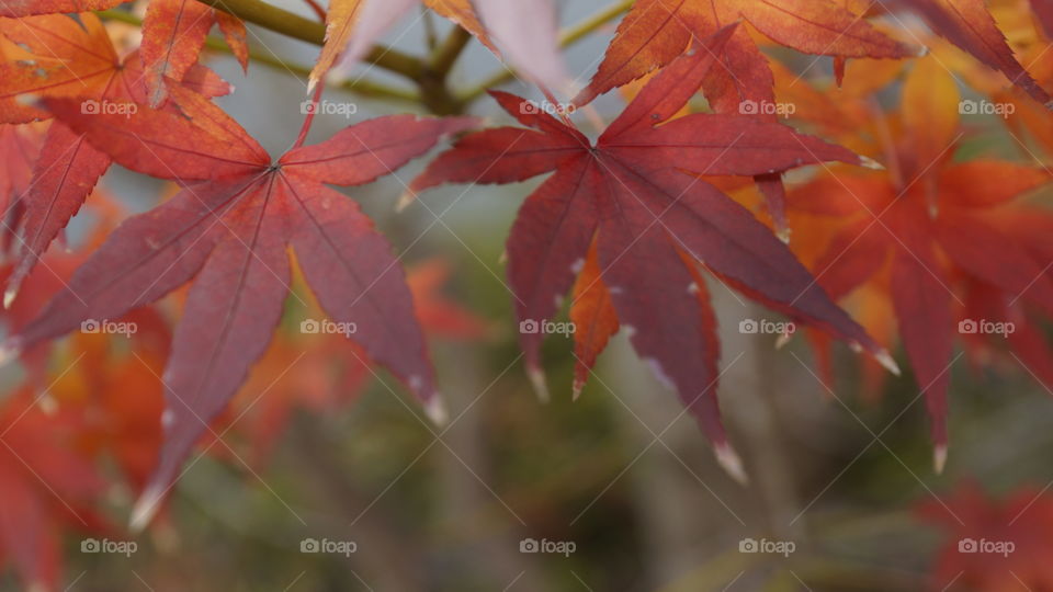 Red maple leaves are very symbolic in Japan.