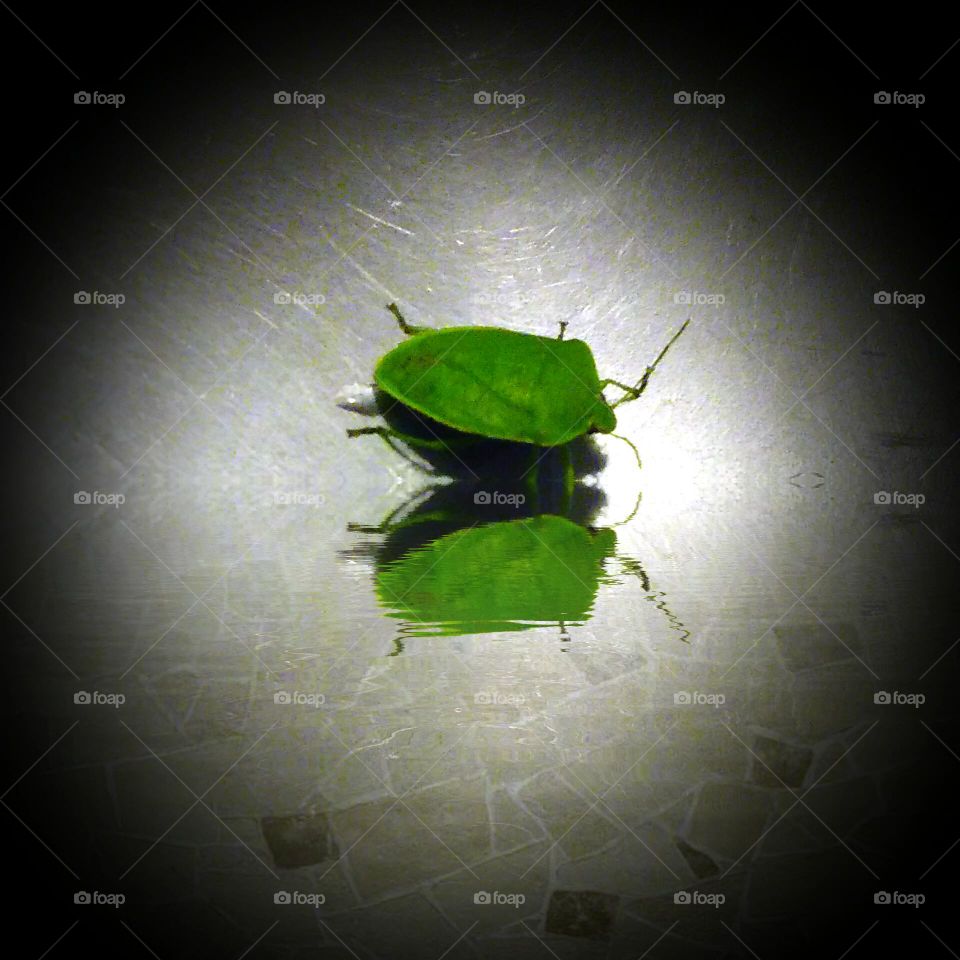 Green Stink Bug, Drinking