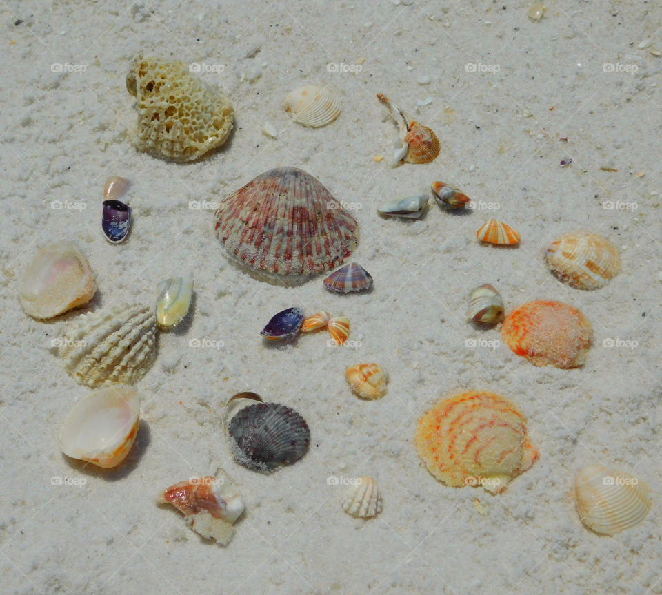 Sea shells on the sandy beach! One of my favorite pastimes is to walk along the beach and look for seashells that have been washed up on the shore by the crashing waves if the Gulf of Mexico! So relaxing and memorizing!