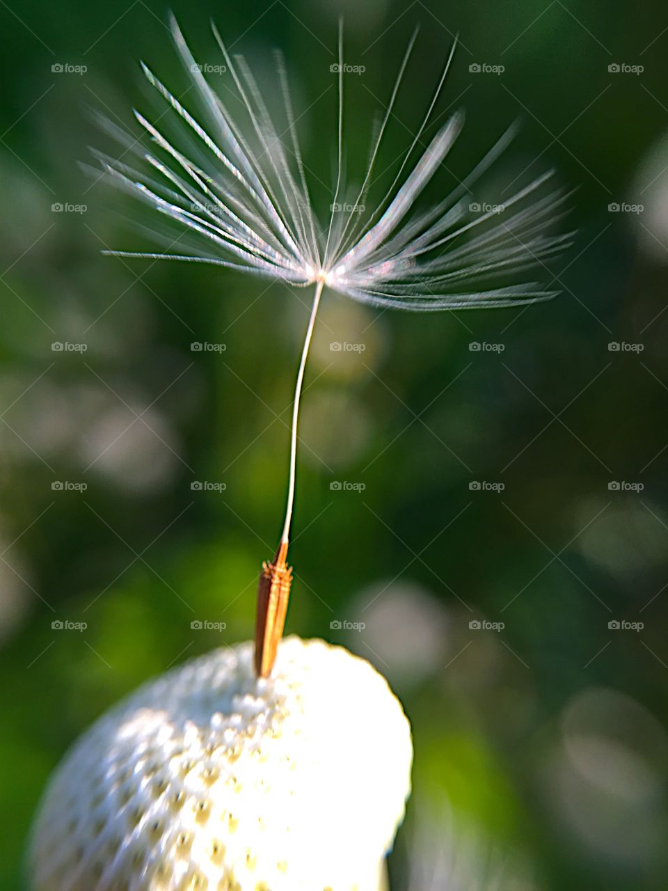 Left behind. The one left behind on the dandilion 