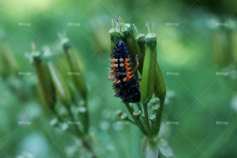 Larva of ladybird