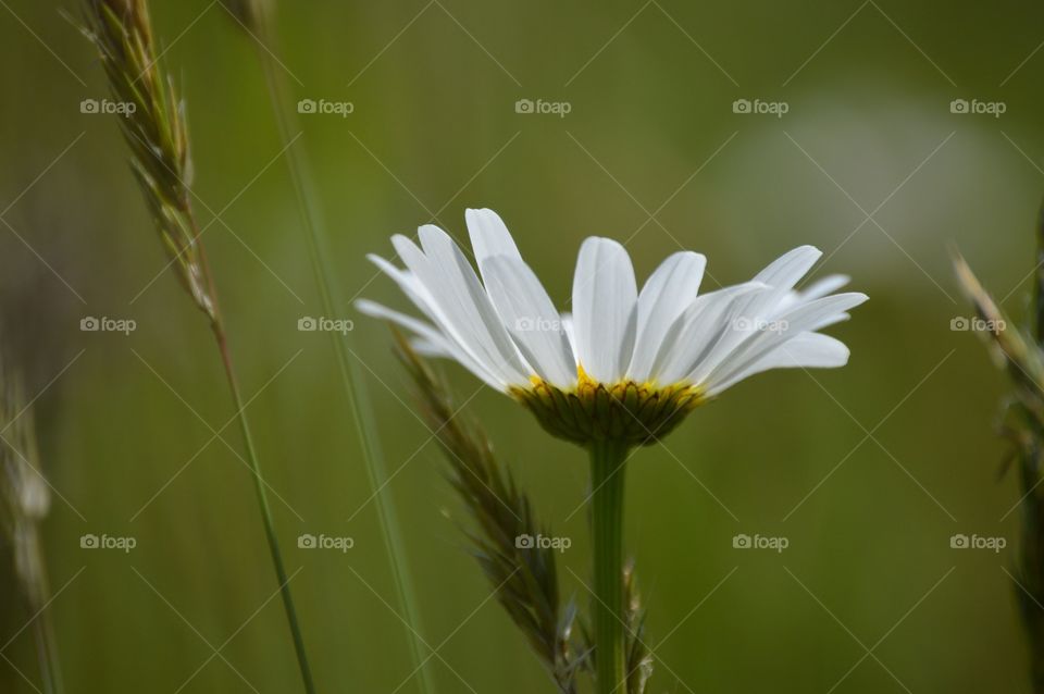 Daisy duke. 💚💛💚💛