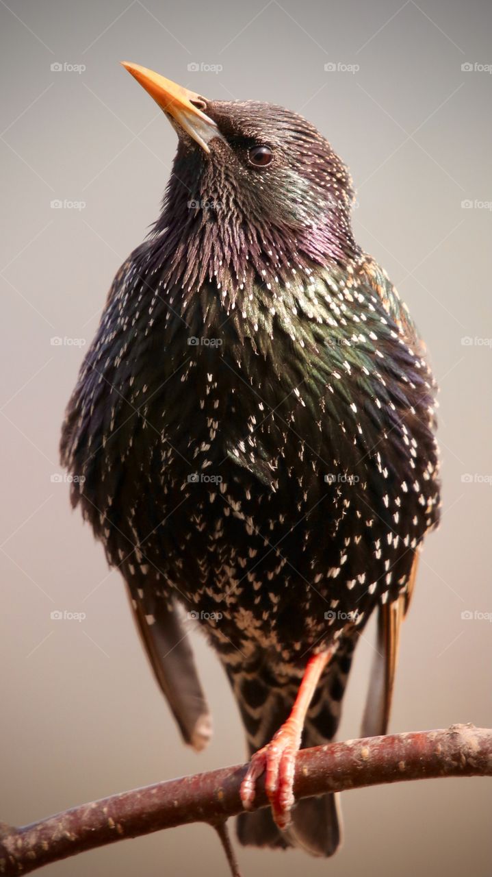 Starling 