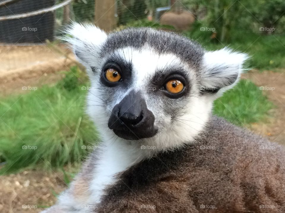 Close-up of lemur