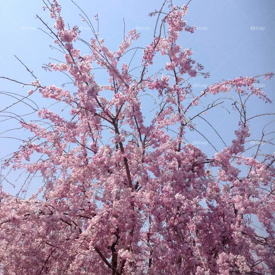 sakura