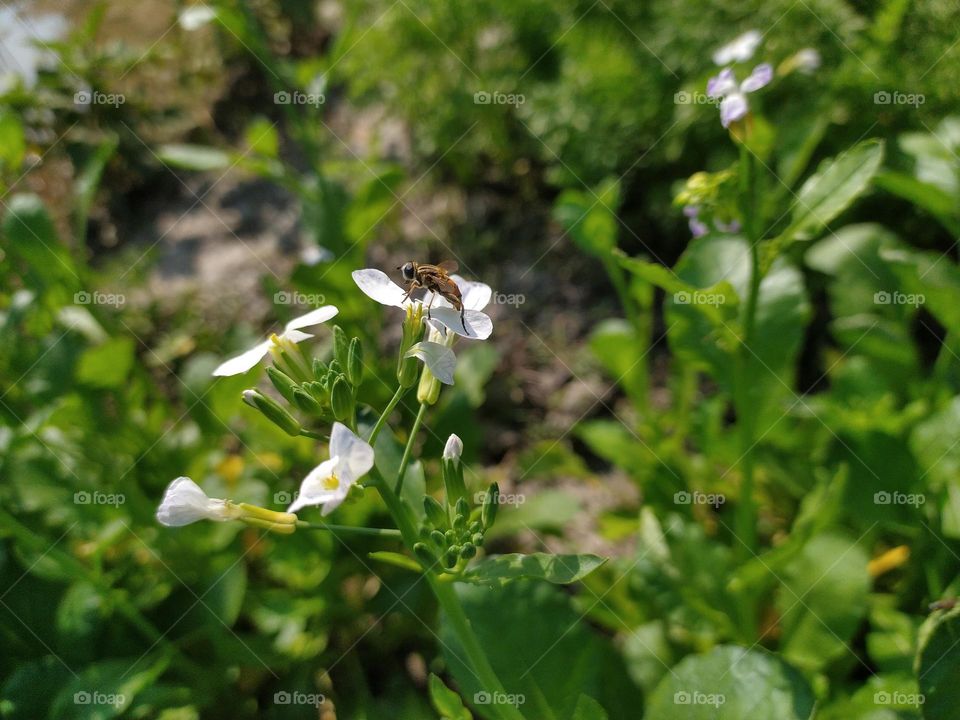 worker bee collecting nectar from flowers