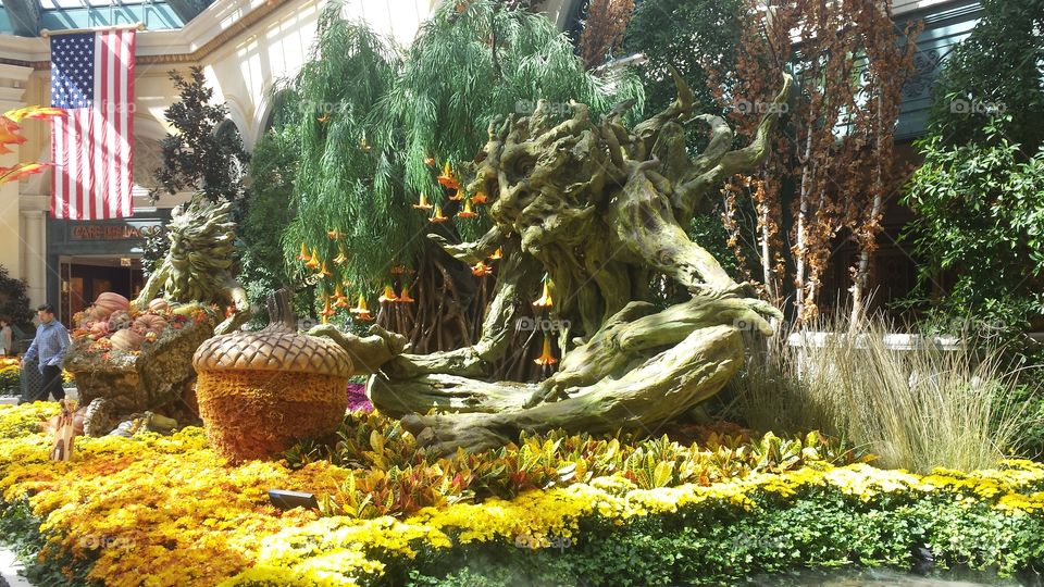 The gnarled smiling tree