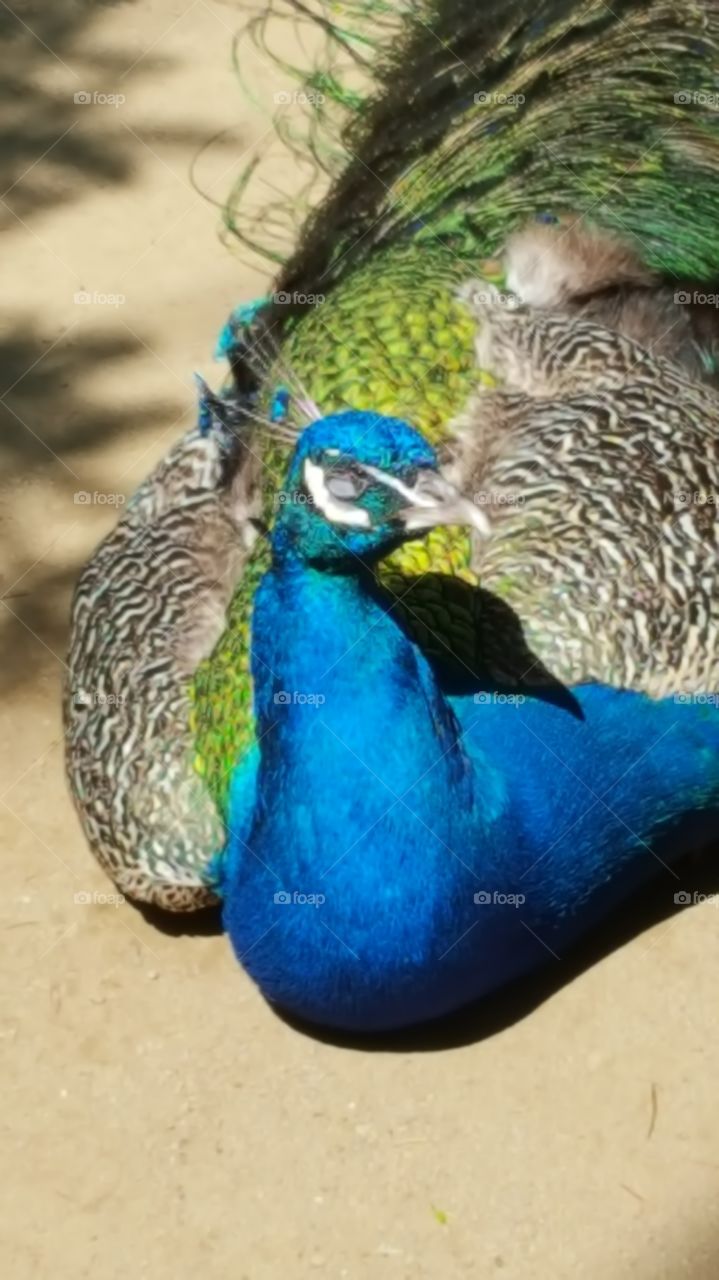 Bird, Feather, Nature, Peacock, Wildlife