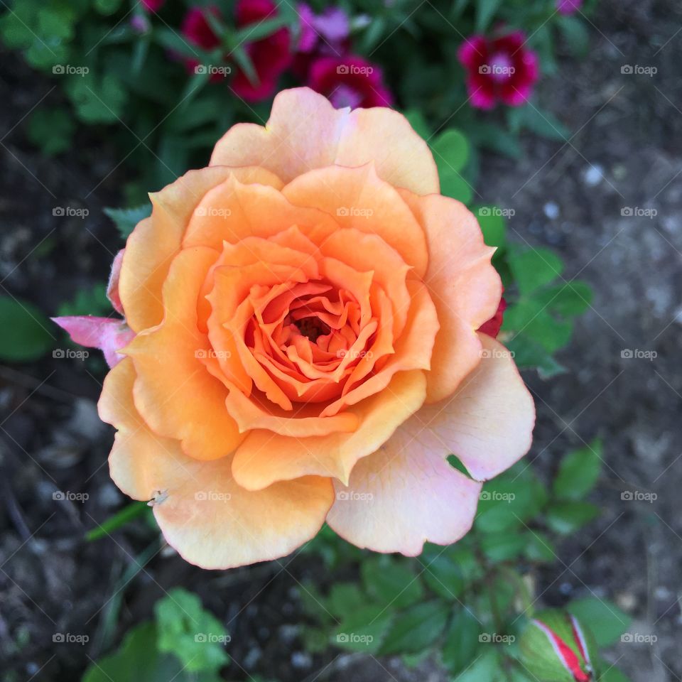 Orange rose from above