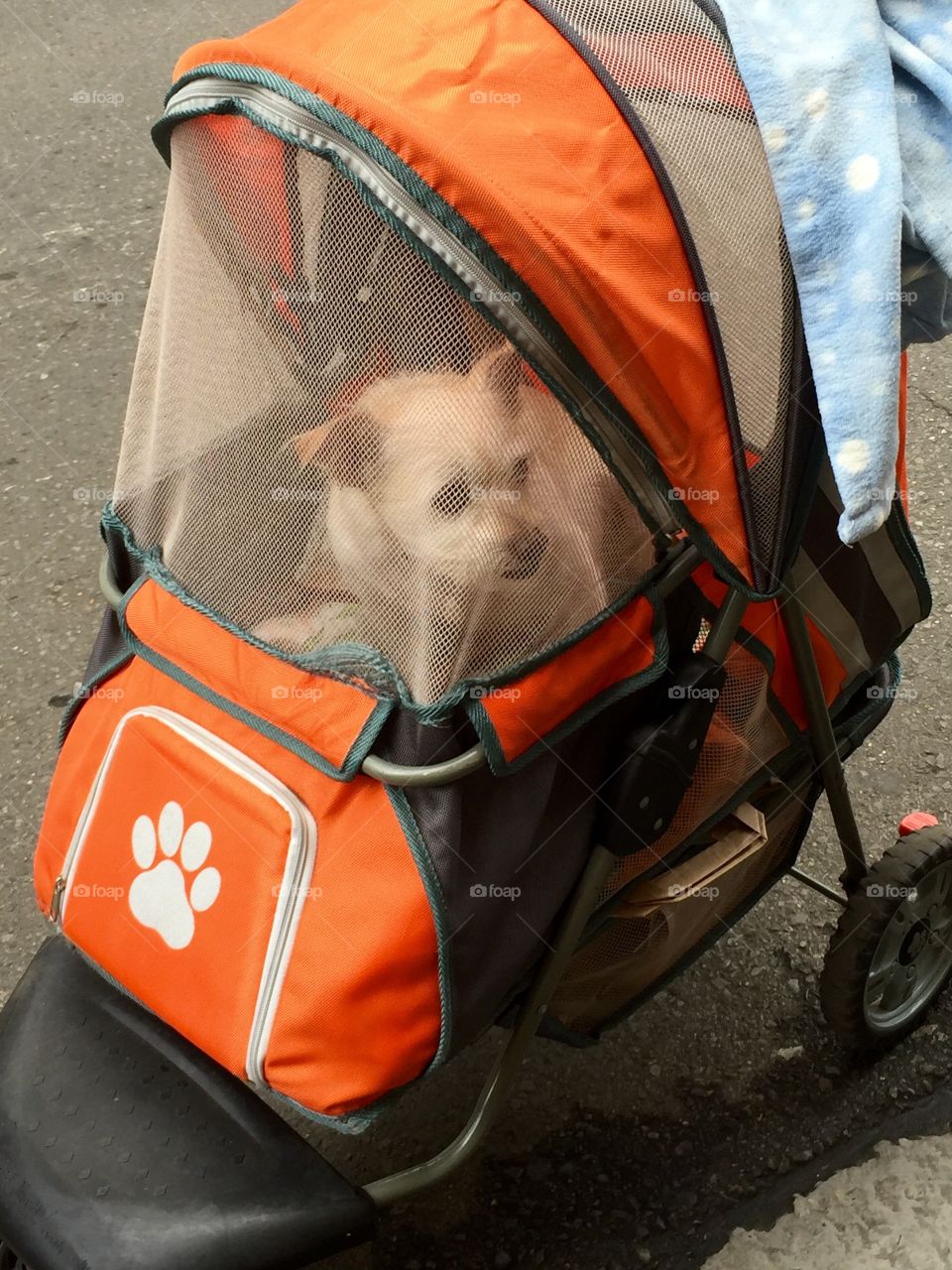 Doggy Stroller