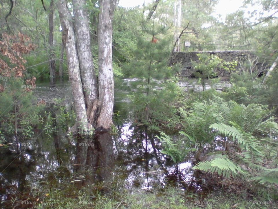 my river runith over