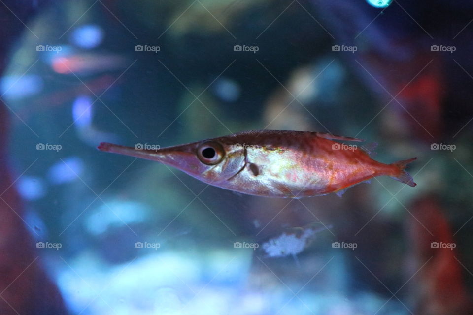 A red fish swimming with a blue background.