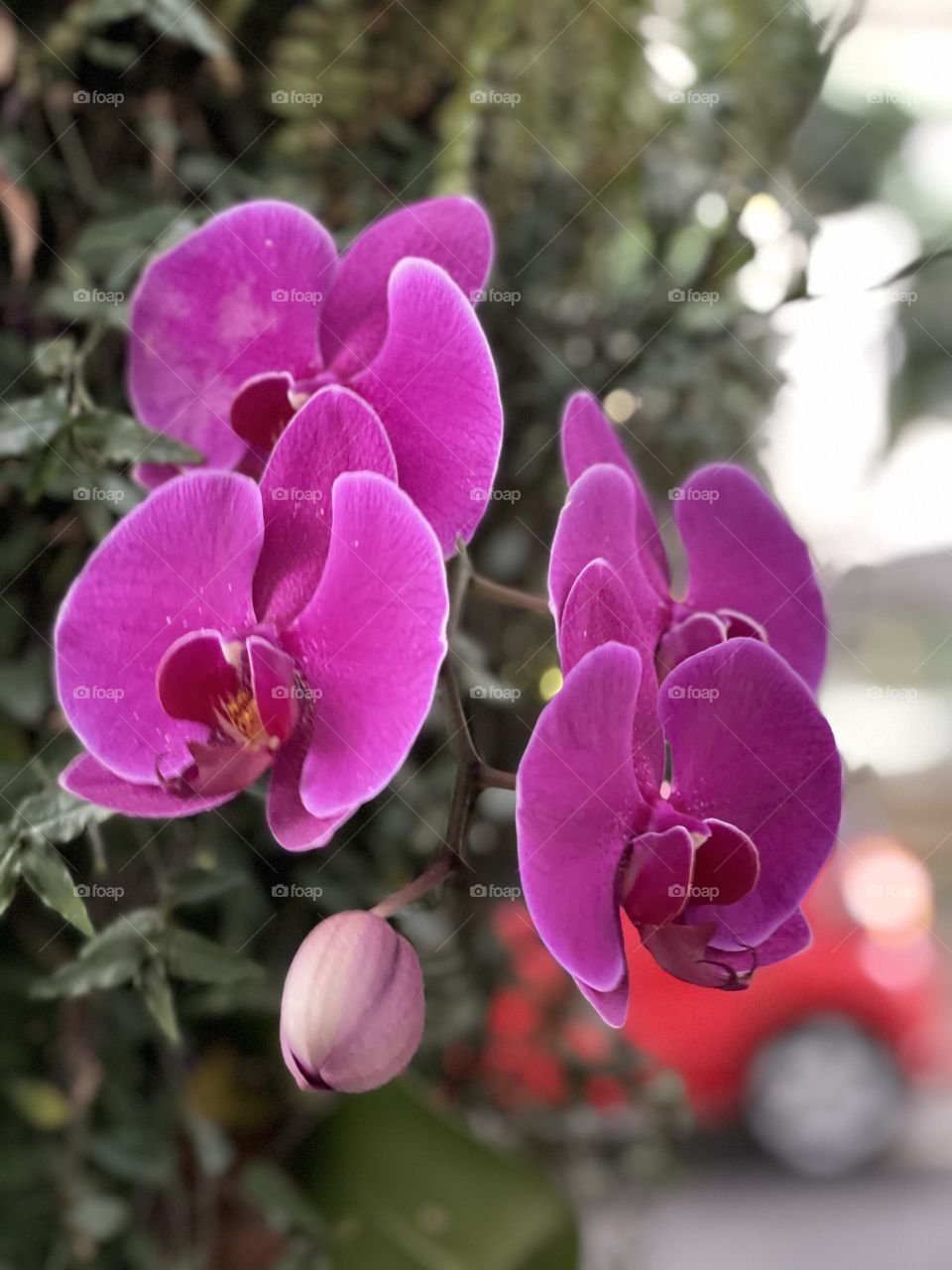 Orquídea 
