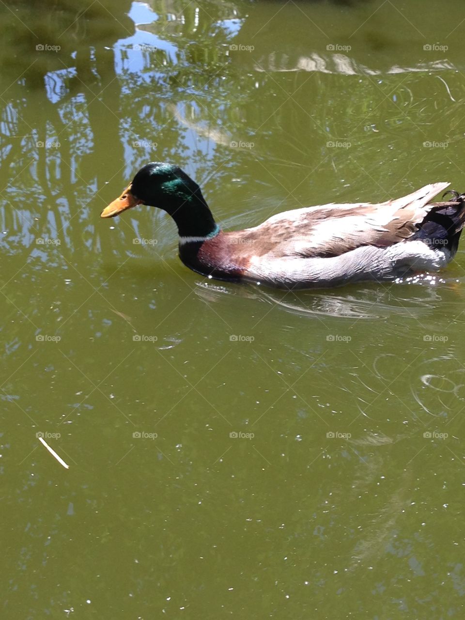 Duck duck. Duck on the pond