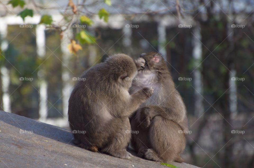 Close-up of two monkeys