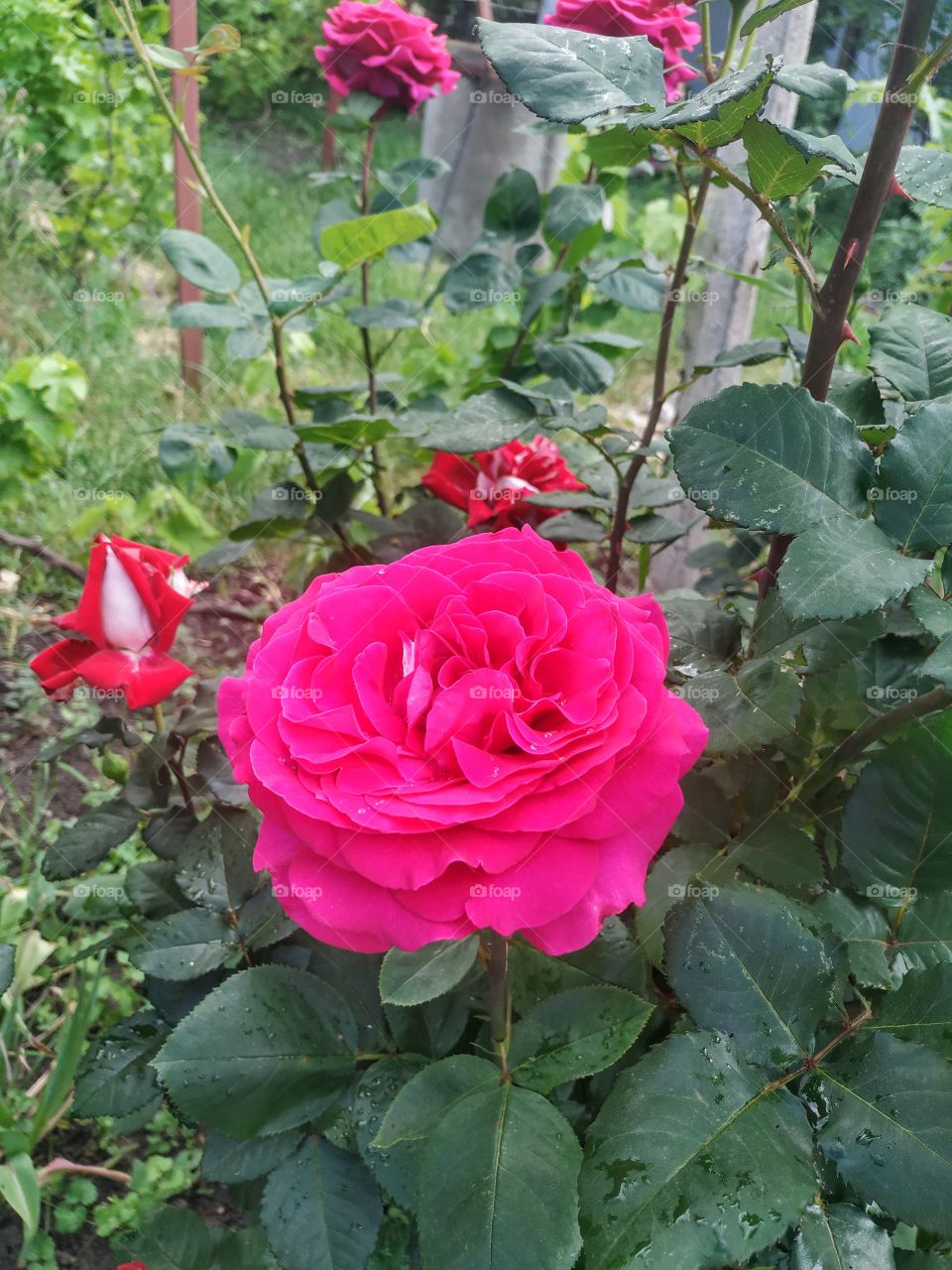 Rosy rose